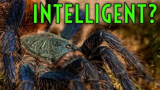 Tarantula's Can LEARN!? Tarantula Memory & Behavior