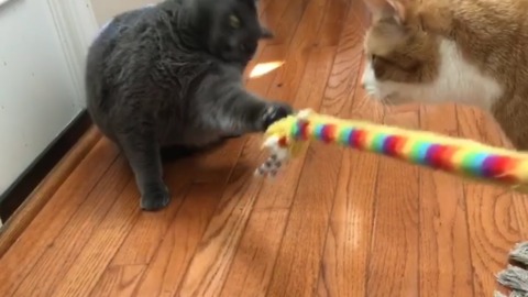 Fluffy cat refuses to let go of toy