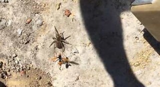 Guêpe contre araignée dans un combat vénéneux en Australie