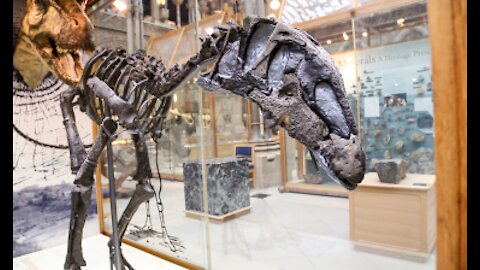 Dinosaur skeletons at Oxfords Museum of Natural History