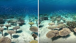 Amazing video show the mesmerizing coral forest in the ocean
