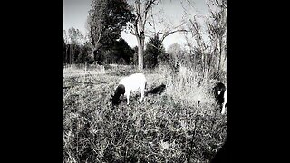 Homestead Animals: SILVOPASTURE SHEEP ☺🐑 #SHORTS #animals #cams sheepcam
