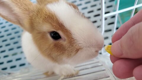 Rabbit eating the corn grain excitedly！