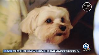 Dog stolen from Palm Beach Gardens Petco