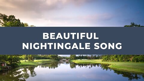 1 HOUR of a magnificent song of a nightingale and birds against the backdrop of a beautiful river