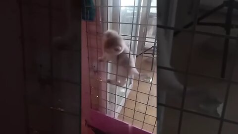 cute kitten got stuck while escaping #shorts