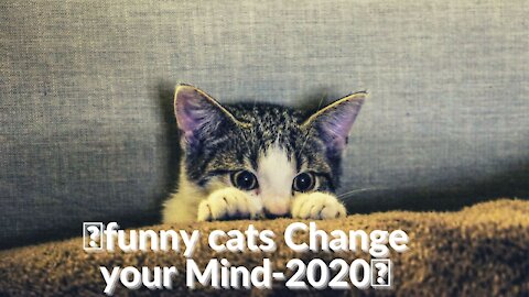 funny cats Change your Mind-2020