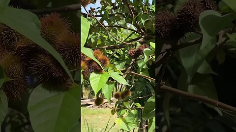 Plenty of annatto fruits #shorts