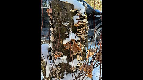 Turkey Tail Mushroom