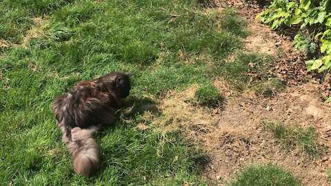 Cat playing with little rat