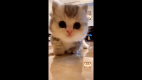cute baby 🐈 kitty
