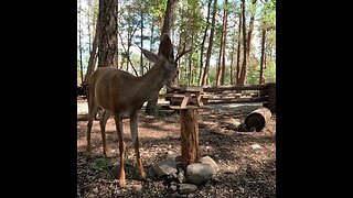 Antler/Ear Branch Birdie Landing