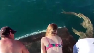 Woman hand-feeds shark, gets dragged into water