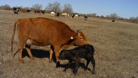 Natural Calf Birth