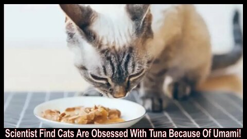 Scientist Find Cats Are Obsessed With Tuna Because Of Umami!