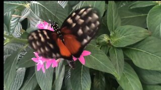 butterfly beaitiful