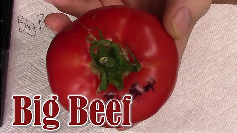 Tomato Review: Big Beef (Hybrid)