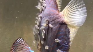 Male discus fish snatches baby fish from female