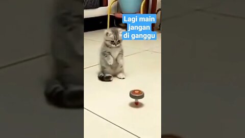 cute cat playing doesn't want to be disturbed #short #kucinglucu #kucingmeong #kucingimut