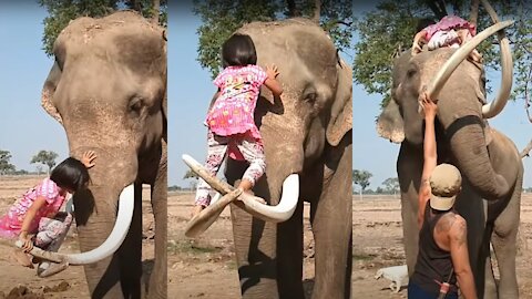 Little girl and elephant develop unlikely friendship super best animals video