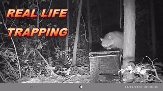 The BLIND Trap Line S.1 E.23. Real Life Trapping!