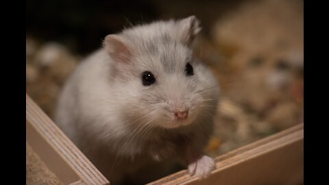 Funny hamster eating