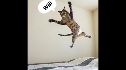 Funny Cat Jump Fail ! 😂😂😂😂😂😂😂 |