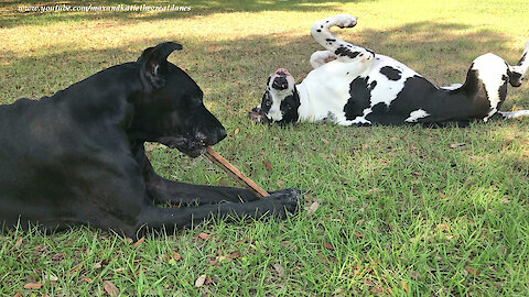 Happy Great Danes Love To Play Stick Games Together