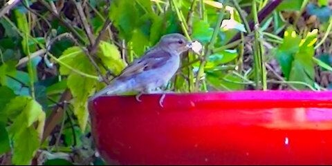 IECV NV #422 - 👀 House Sparrows🐥 7-14-2017