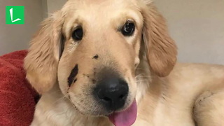 Puppy Takes Rattlesnake Bite to Face While Protecting Owner During Walk
