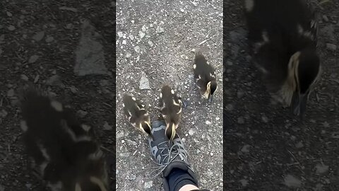 I get Attacked by an Army of DUCKS 🦆 & Accidently adopt 5 🦆🦆🦆🦆🦆 #shorts #animal #animalshorts #duck