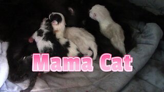 Mama Cat Had 6 Beautiful Kittens! 😻