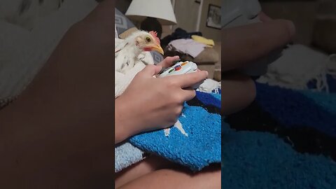 Gamer Chick #funnycute #chicken