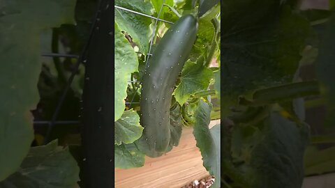 CUCUMBER IS READY🥒 #homestead #harvest #cucumber #gardening #foryou #fyp #reels #summergarden