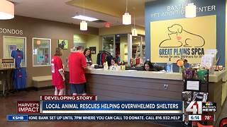 Local shelters make way for pets displaced by Hurricane Harvey by offering discounted adoptions