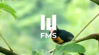FMS - Relaxing birdsong #002 (8h)
