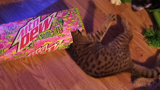 Crazy kitten plays inside tiny cardboard box