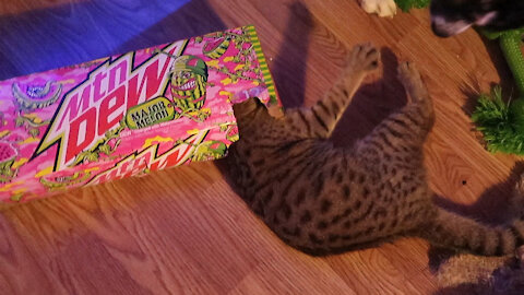 Crazy kitten plays inside tiny cardboard box