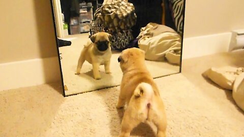 Cute Dog REACTION in Front of MIRROR Funny Video
