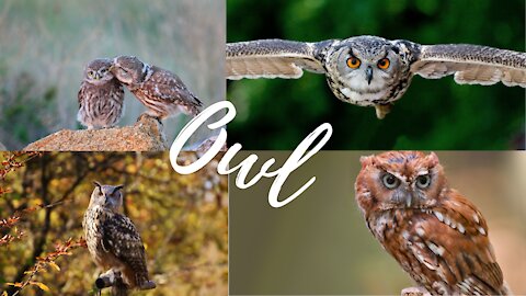 Owl Beautiful Animal and Amazing Video