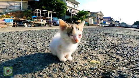 A kitten walking around is curious and cute