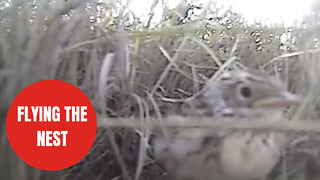 Tiny video cameras offer unique peek in to when and how birds fly the nest