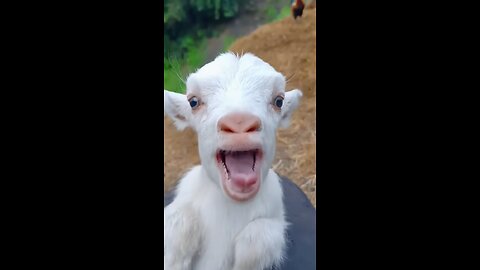 Baby goat 🥹❤️ #pets #animals #cute