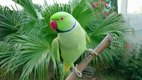 Natural Parrot Voices