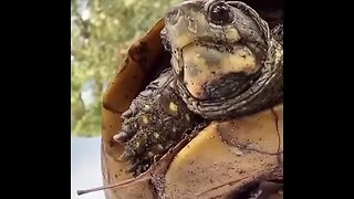 Rod Wave Really Saved A Turtle