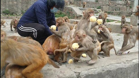 Best food for monkey Cooking rice in mango juice and feeding the monkeys