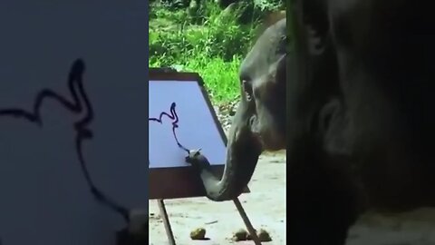 Amazing ! This Elephant can draw