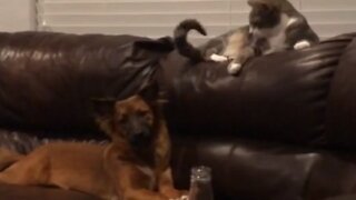 Cat knows exactly how to annoy this totally patient dog