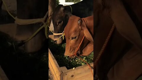 SUBHANALLAH 😍 These gentle giants bring strength and beauty to our farm. 🐮💪 #cattlefarm #beauties