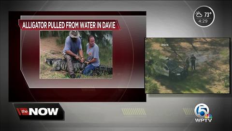 Woman possibly dragged into water by alligator in Davie